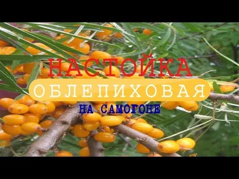 Sea buckthorn tincture: 18 simple recipes