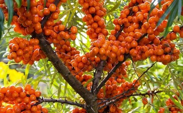 Sea buckthorn: useful properties and contraindications