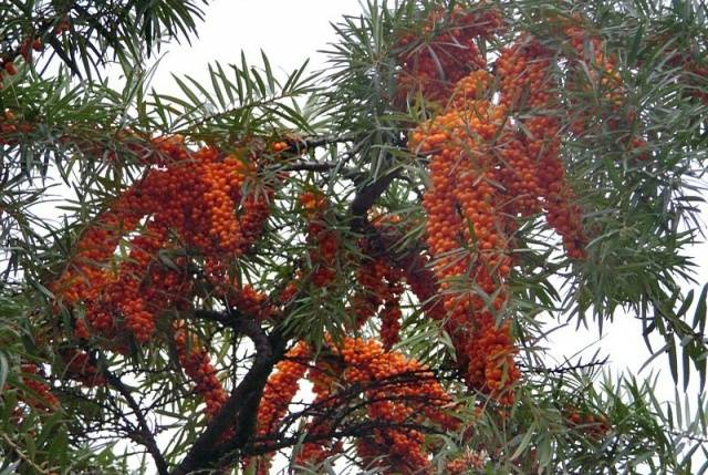 Sea buckthorn: useful properties and contraindications