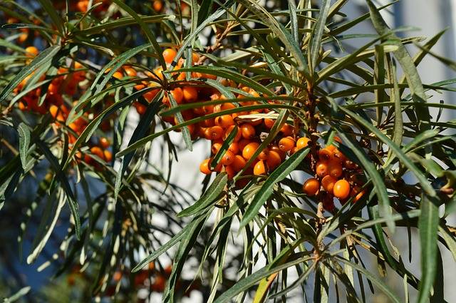 Sea buckthorn: useful properties and contraindications