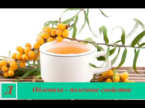 Sea buckthorn: useful properties and contraindications