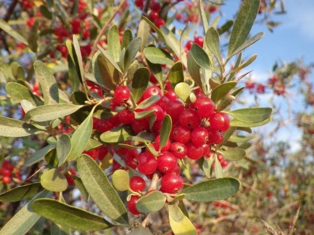 Sea buckthorn: useful properties and contraindications