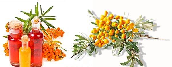 Sea buckthorn: useful properties and contraindications