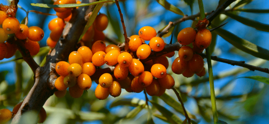 Sea buckthorn: useful properties and contraindications