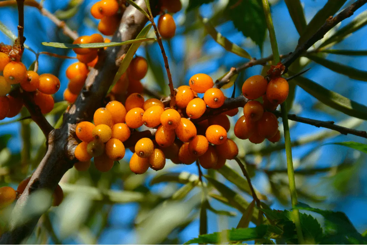 Sea buckthorn: useful properties and contraindications