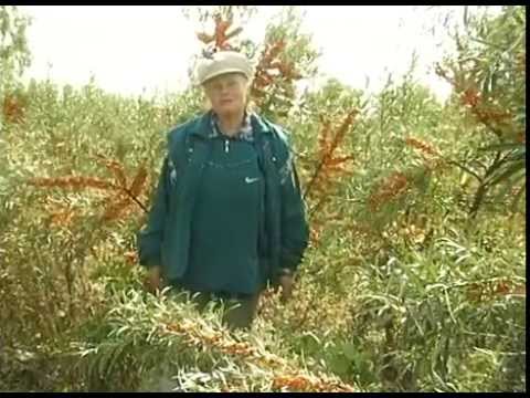 Sea buckthorn varieties: varieties, description, yield