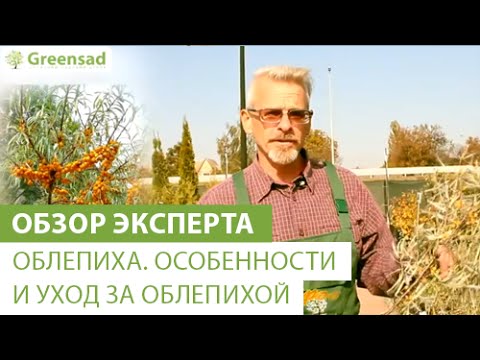 Sea buckthorn varieties: varieties, description, yield