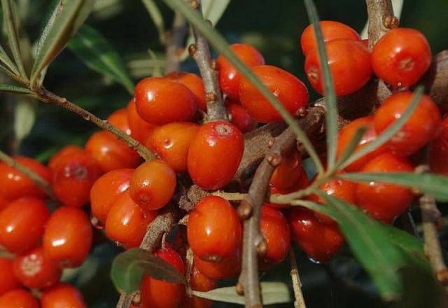 Sea buckthorn varieties: without thorns, high-yielding, undersized, early ripening