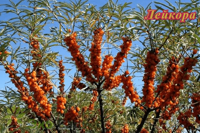 Sea buckthorn varieties: without thorns, high-yielding, undersized, early ripening