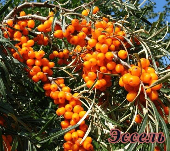 Sea buckthorn varieties: without thorns, high-yielding, undersized, early ripening