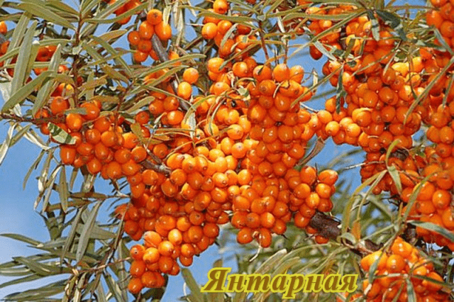 Sea buckthorn varieties: without thorns, high-yielding, undersized, early ripening