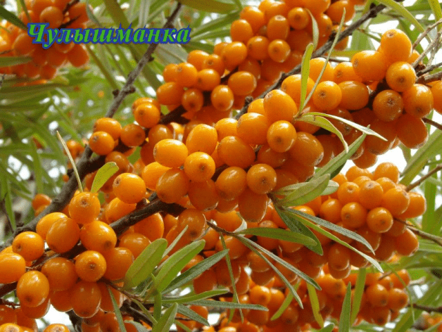 Sea buckthorn varieties: without thorns, high-yielding, undersized, early ripening