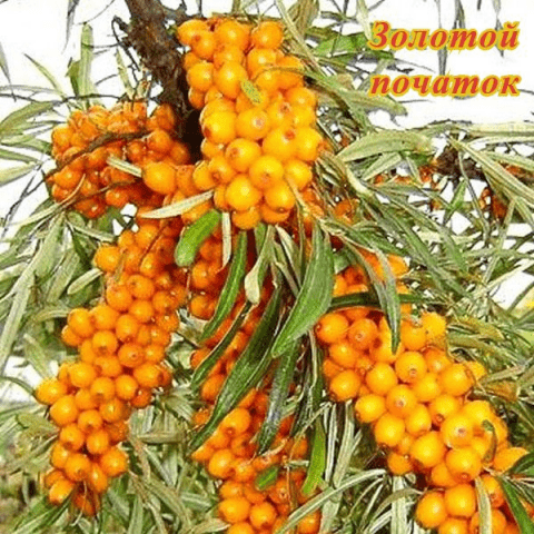 Sea buckthorn varieties: without thorns, high-yielding, undersized, early ripening