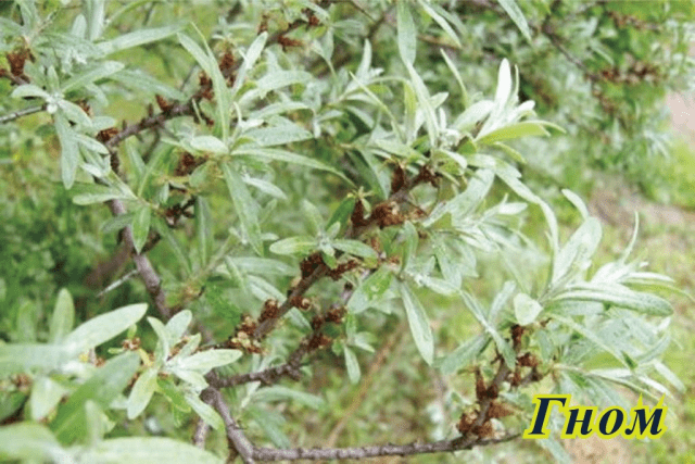 Sea buckthorn varieties: without thorns, high-yielding, undersized, early ripening