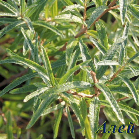 Sea buckthorn varieties: without thorns, high-yielding, undersized, early ripening