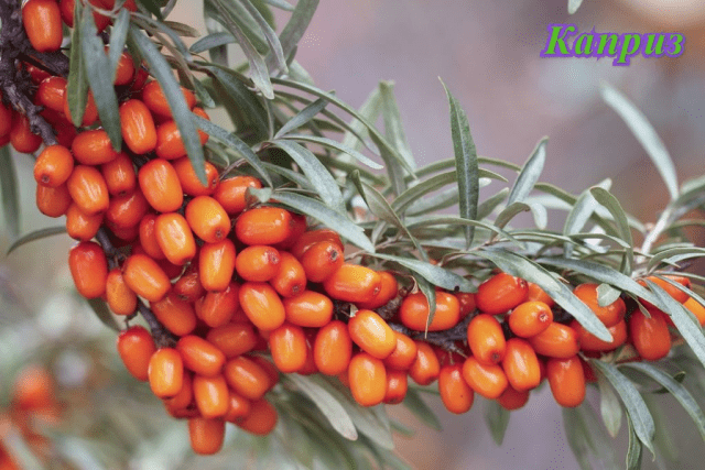 Sea buckthorn varieties: without thorns, high-yielding, undersized, early ripening