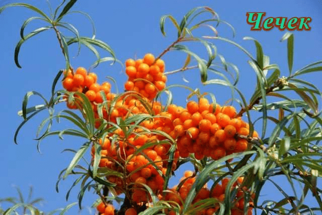 Sea buckthorn varieties: without thorns, high-yielding, undersized, early ripening