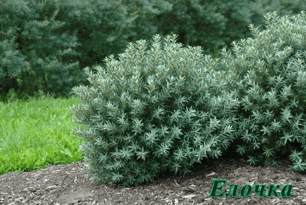 Sea buckthorn varieties: without thorns, high-yielding, undersized, early ripening