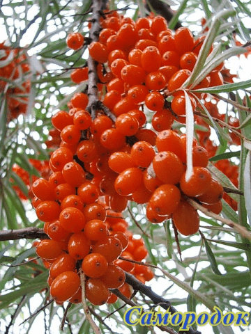 Sea buckthorn varieties: without thorns, high-yielding, undersized, early ripening