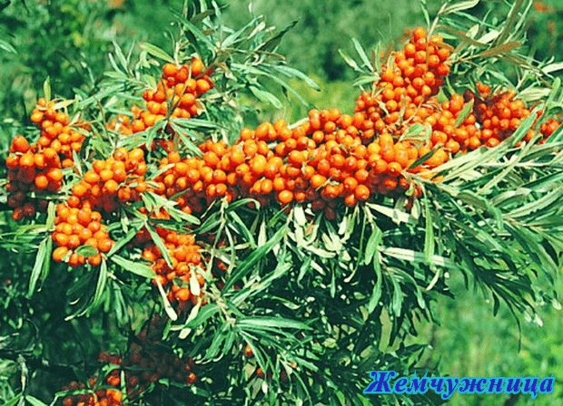 Sea buckthorn varieties: without thorns, high-yielding, undersized, early ripening