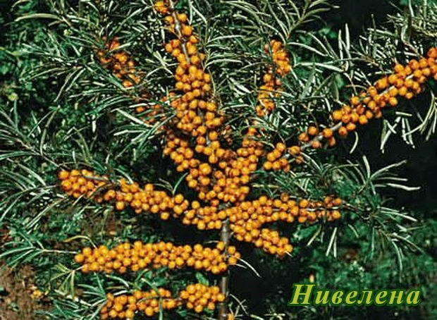 Sea buckthorn varieties: without thorns, high-yielding, undersized, early ripening