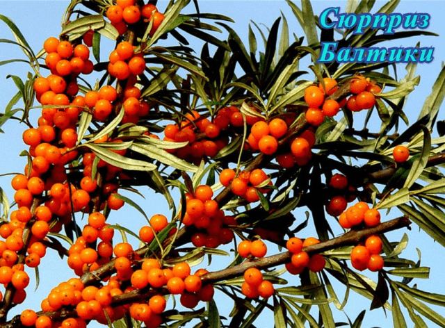 Sea buckthorn varieties: without thorns, high-yielding, undersized, early ripening