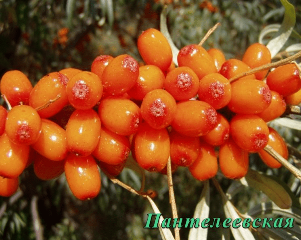 Sea buckthorn varieties: without thorns, high-yielding, undersized, early ripening