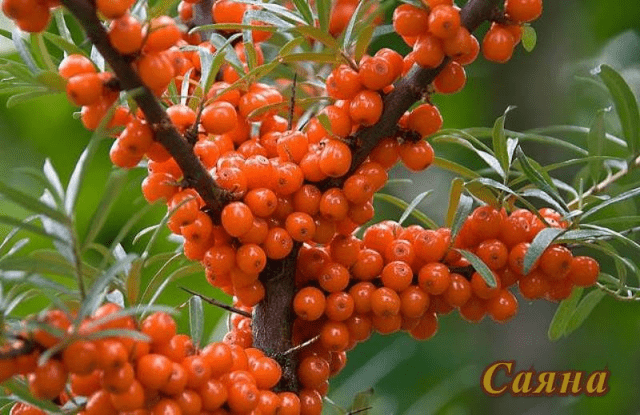 Sea buckthorn varieties: without thorns, high-yielding, undersized, early ripening