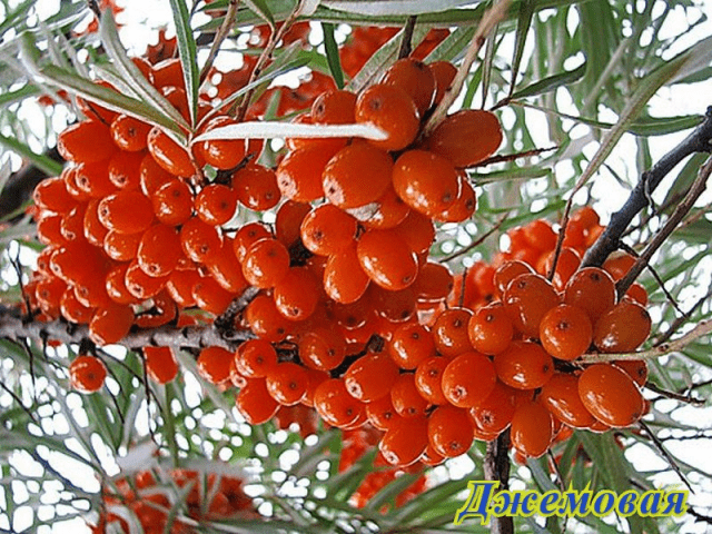 Sea buckthorn varieties: without thorns, high-yielding, undersized, early ripening