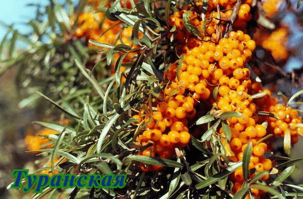 Sea buckthorn varieties: without thorns, high-yielding, undersized, early ripening