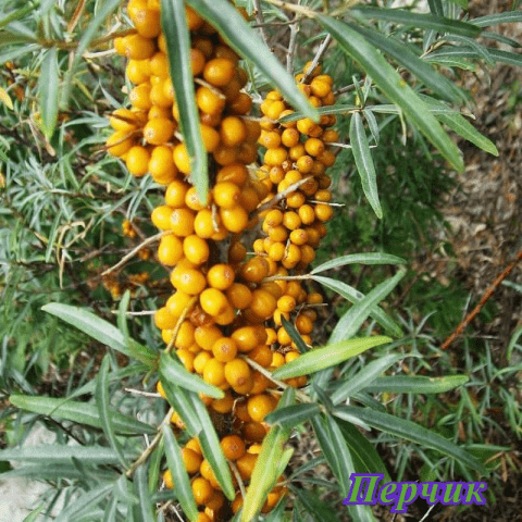 Sea buckthorn varieties: without thorns, high-yielding, undersized, early ripening