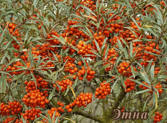 Sea buckthorn varieties: without thorns, high-yielding, undersized, early ripening