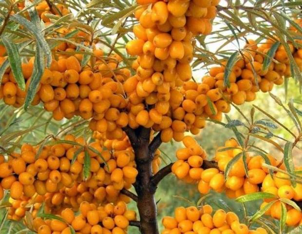 Sea buckthorn varieties: without thorns, high-yielding, undersized, early ripening