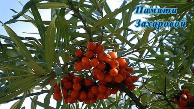 Sea buckthorn varieties: without thorns, high-yielding, undersized, early ripening