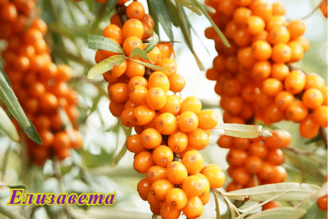 Sea buckthorn varieties: without thorns, high-yielding, undersized, early ripening