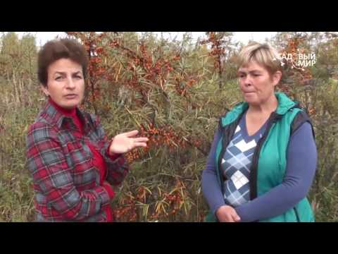 Sea buckthorn varieties: without thorns, high-yielding, undersized, early ripening