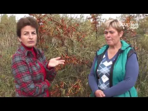 Sea buckthorn varieties: without thorns, high-yielding, undersized, early ripening