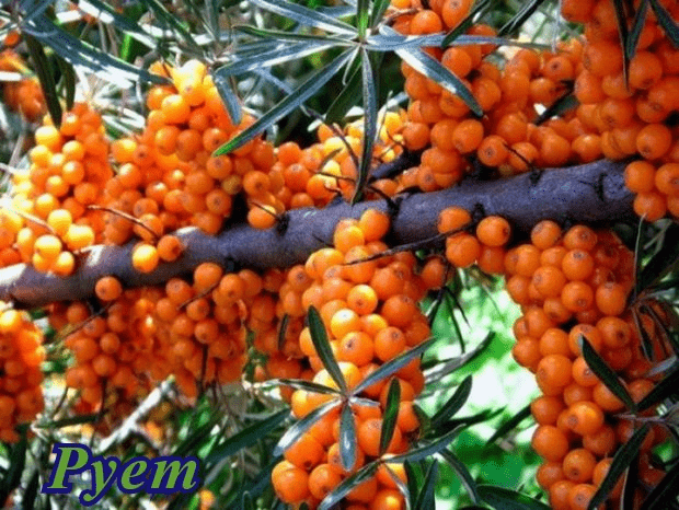 Sea buckthorn varieties: without thorns, high-yielding, undersized, early ripening