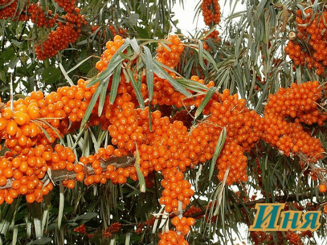 Sea buckthorn varieties: without thorns, high-yielding, undersized, early ripening