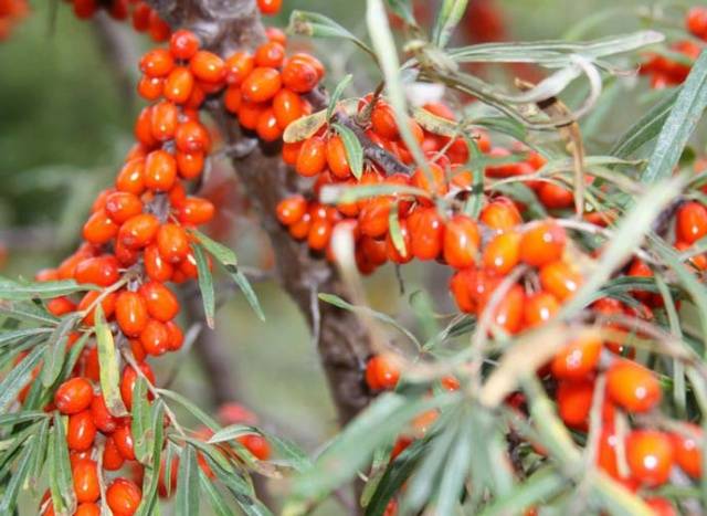 Sea buckthorn varieties: without thorns, high-yielding, undersized, early ripening