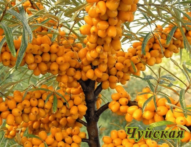 Sea buckthorn varieties: without thorns, high-yielding, undersized, early ripening