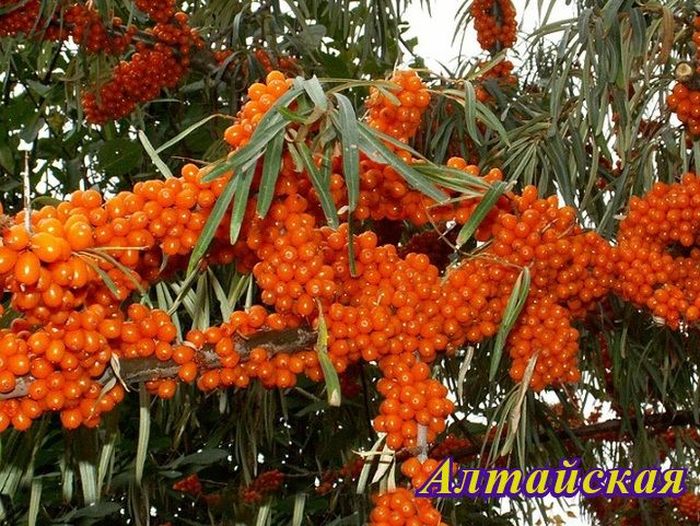 Sea buckthorn varieties: without thorns, high-yielding, undersized, early ripening