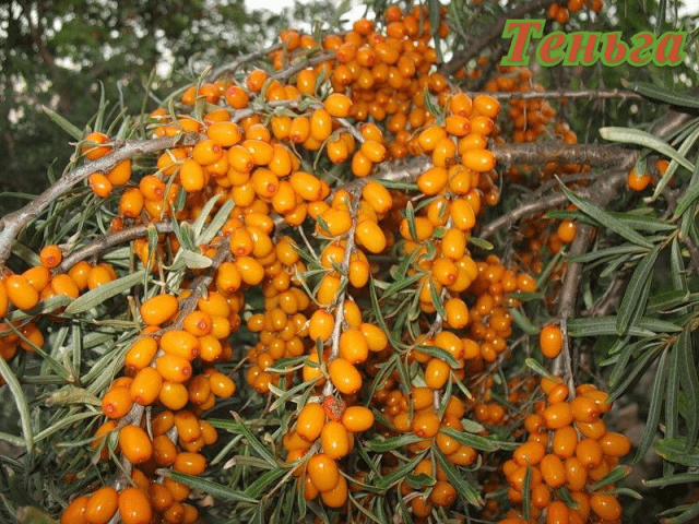 Sea buckthorn varieties: without thorns, high-yielding, undersized, early ripening