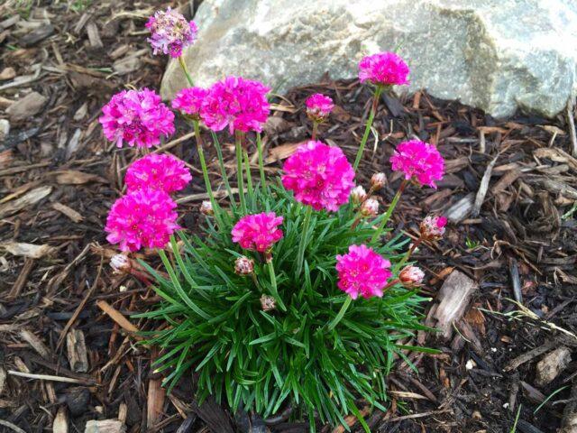 Seaside Armeria: planting and care, photo