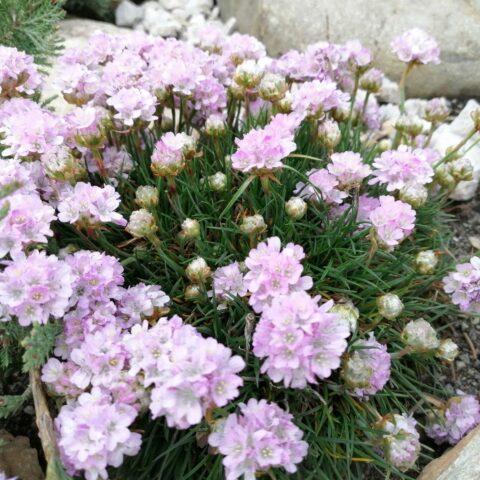 Seaside Armeria: planting and care, photo