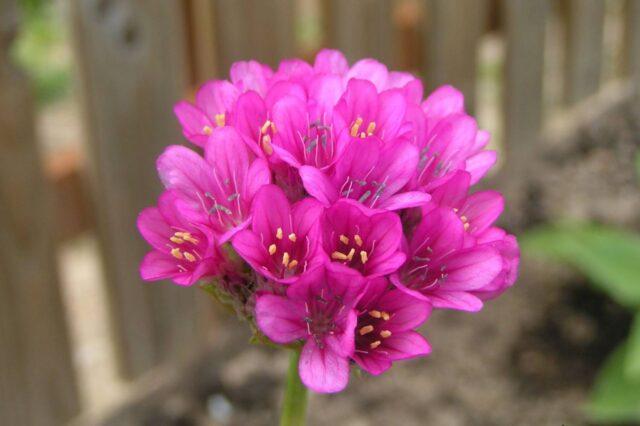 Seaside Armeria: planting and care, photo