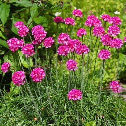 Seaside Armeria: planting and care, photo