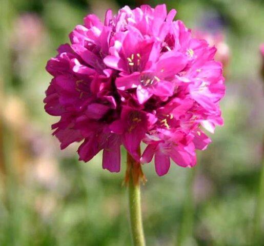 Seaside Armeria: planting and care, photo