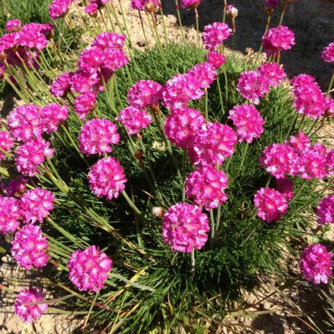 Seaside Armeria: planting and care, photo