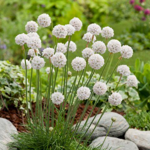 Seaside Armeria: planting and care, photo